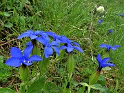 26 Gentiana verna (Genziana primaticcia)